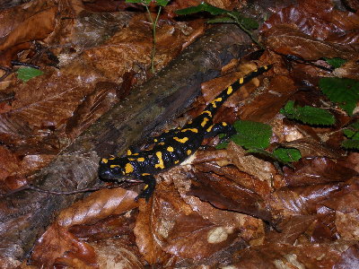 Salamandra.jpg