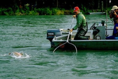 kenai-river-sport-fishing_2297.jpg