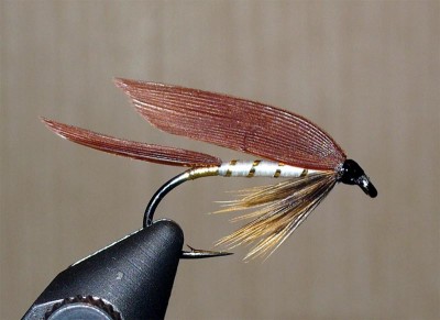 Dolly Varden800.jpg