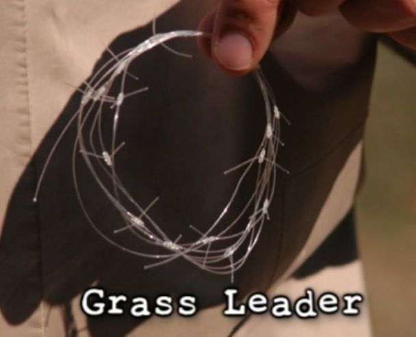 Grass Leader.JPG