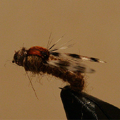 Horse-Fly.jpg