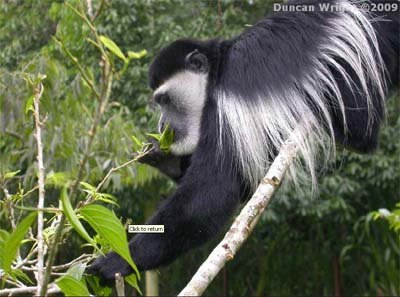 colobus monkey.jpg