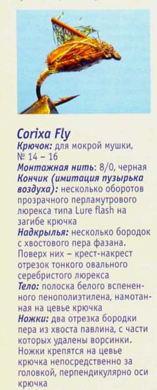 Corixa Fly.jpg