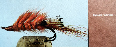 Shrimp 1995_1200.jpg